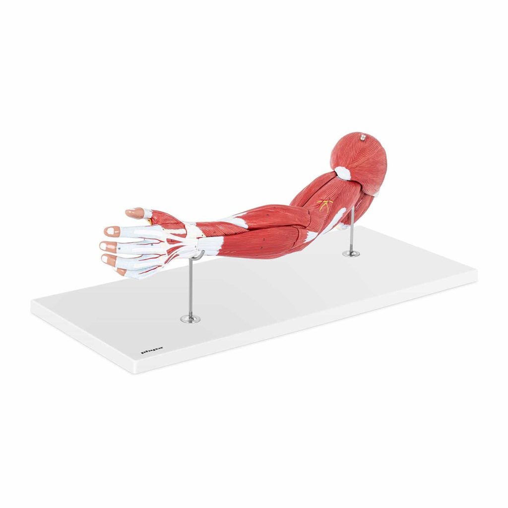 Curso de Anatomía para Quiromasajistas